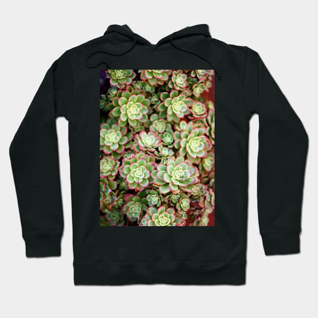 Succulents of Marina Del Rey Hoodie by TBM77